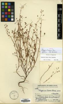Type specimen at Edinburgh (E). Handel-Mazzetti, Heinrich: 8569. Barcode: E00012171.