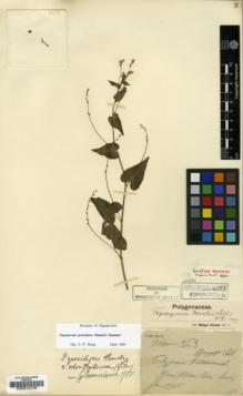 Type specimen at Edinburgh (E). Maire, Edouard-Ernest: 363. Barcode: E00012196.