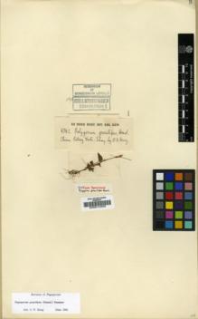 Type specimen at Edinburgh (E). Henry, Augustine: 4742. Barcode: E00012200.