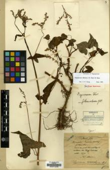 Type specimen at Edinburgh (E). Maire, Edouard-Ernest: 2. Barcode: E00012238.