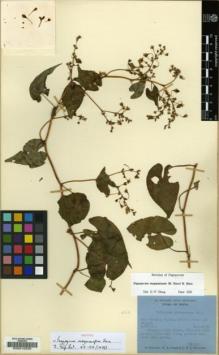 Type specimen at Edinburgh (E). Polunin, Oleg; Sykes, William; Williams, Leonard: 3033. Barcode: E00012335.