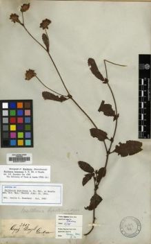 Type specimen at Edinburgh (E). Gardner, George: 3607. Barcode: E00012597.