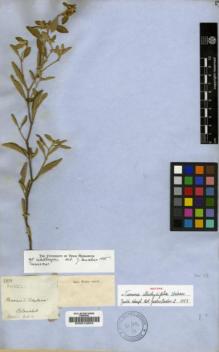 Type specimen at Edinburgh (E). Blanchet, Jacques: 2873. Barcode: E00012634.