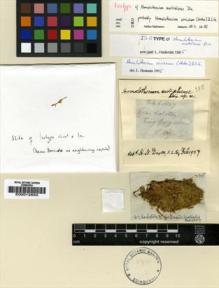 Type specimen at Edinburgh (E). Cunningham, Allan: 335. Barcode: E00012650.