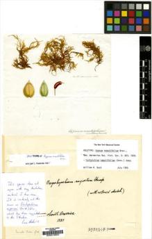 Type specimen at Edinburgh (E). Greville, Robert: . Barcode: E00012652.