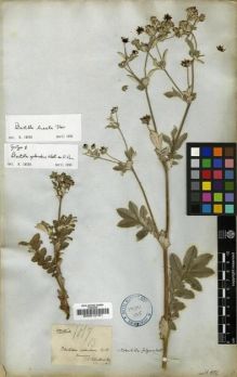 Type specimen at Edinburgh (E). Wallich, Nathaniel: 1017B. Barcode: E00012791.