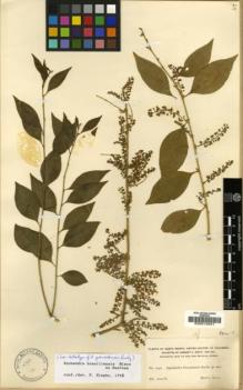 Type specimen at Edinburgh (E). Smith, Herbert: 1950. Barcode: E00012941.