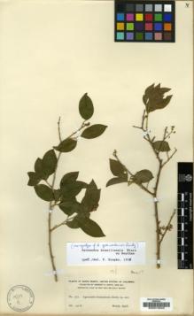 Type specimen at Edinburgh (E). Smith, Herbert: 1771. Barcode: E00012942.
