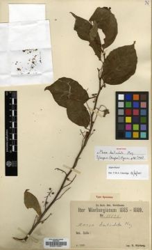 Type specimen at Edinburgh (E). Warburg, Otto: 15025. Barcode: E00013091.