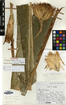 Type specimen at Edinburgh (E). Burtt, Brian; Martin, Adam: B.4900. Barcode: E00013401.