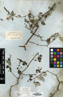 Type specimen at Edinburgh (E). Wight, Robert: 1943. Barcode: E00013490.
