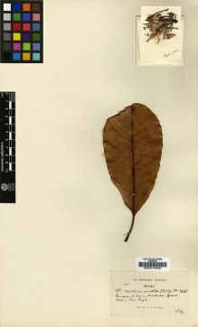 Type specimen at Edinburgh (E). Kerr, Arthur: 3153. Barcode: E00013528.