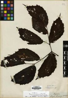 Type specimen at Edinburgh (E). Cuming, Hugh: 856. Barcode: E00013856.