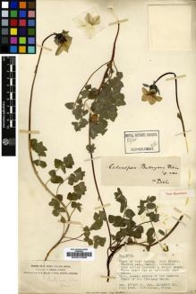 Type specimen at Edinburgh (E). Forrest, George: 2731. Barcode: E00014366.
