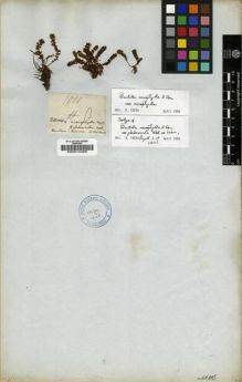 Type specimen at Edinburgh (E). Wallich, Nathaniel: 1010 VAR ß. Barcode: E00014466.