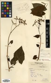 Type specimen at Edinburgh (E). Laborde, J.; Bodinier, Emile: 1888. Barcode: E00014467.