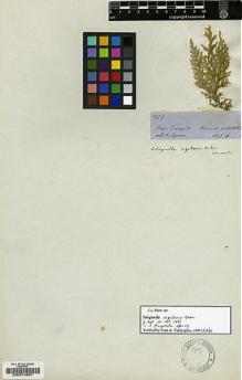 Type specimen at Edinburgh (E). Spruce, Richard: 3977. Barcode: E00014861.
