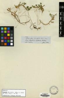 Type specimen at Edinburgh (E). Spruce, Richard: 3809. Barcode: E00014863.