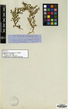 Type specimen at Edinburgh (E). Spruce, Richard: 4625. Barcode: E00014865.
