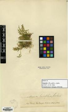 Type specimen at Edinburgh (E). Spruce, Richard: 2547. Barcode: E00014869.
