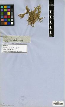 Type specimen at Edinburgh (E). Spruce, Richard: 2547. Barcode: E00014870.