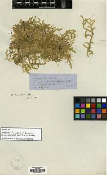 Type specimen at Edinburgh (E). Spruce, Richard: 2534. Barcode: E00014871.