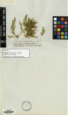 Type specimen at Edinburgh (E). Spruce, Richard: 2547. Barcode: E00014872.