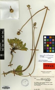 Type specimen at Edinburgh (E). Greuter, Werner: 7713. Barcode: E00014986.