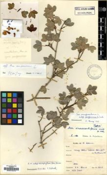 Type specimen at Edinburgh (E). Davis, Peter: D.9848. Barcode: E00015010.