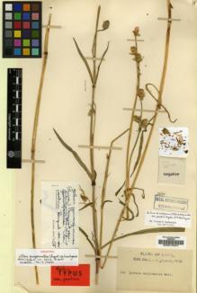 Type specimen at Edinburgh (E). Dhwoj, Lall: 194. Barcode: E00015047.