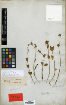 Type specimen at Edinburgh (E). Wallich, Nathaniel: 621. Barcode: E00015049.
