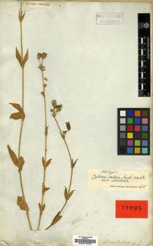 Type specimen at Edinburgh (E). Wallich, Nathaniel: 624. Barcode: E00015050.