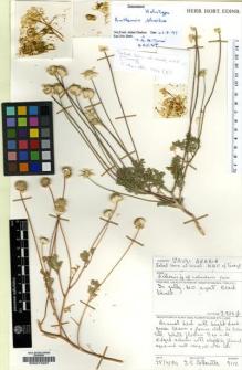 Type specimen at Edinburgh (E). Collenette, Iris: 9112. Barcode: E00015207.