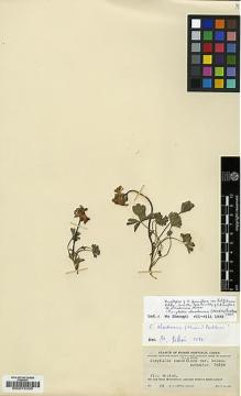 Type specimen at Edinburgh (E). Ching, Ren-Chang: 79. Barcode: E00015305.