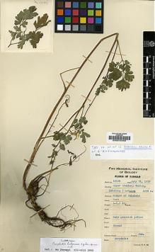 Type specimen at Edinburgh (E). Yu, Tse-tsun: 19529. Barcode: E00015449.