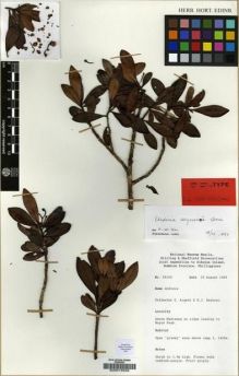 Type specimen at Edinburgh (E). Argent, George; Reynoso, Ernesto: 89163. Barcode: E00015532.
