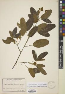 Type specimen at Edinburgh (E). Baum, Hugo: 848. Barcode: E00015575.