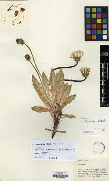 Type specimen at Edinburgh (E). Davis, Peter: 44466. Barcode: E00015606.