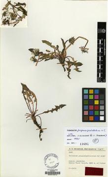 Type specimen at Edinburgh (E). Rechinger, Karl: 5086. Barcode: E00015612.