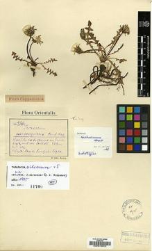 Type specimen at Edinburgh (E). Siehe, Walter: 421. Barcode: E00015613.