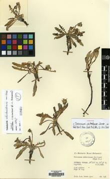 Type specimen at Edinburgh (E). Bowes Lyon, Simon: 898. Barcode: E00015633.