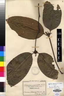 Type specimen at Edinburgh (E). Staudt, Alios: 130. Barcode: E00015850.