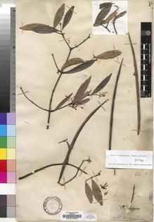 Type specimen at Edinburgh (E). Thomson, William: 117. Barcode: E00015893.