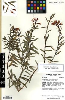 Type specimen at Edinburgh (E). Luteyn, James: 14554. Barcode: E00015941. Type specimen at Edinburgh (E). Luteyn, James: 14554. Barcode: E00015941.