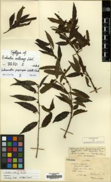 Type specimen at Edinburgh (E). Maire, Edouard-Ernest: . Barcode: E00016141.