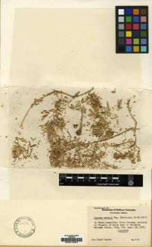 Type specimen at Edinburgh (E). Warner, Lloyd: S.N.. Barcode: E00016307.