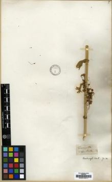 Type specimen at Edinburgh (E). Roxburgh, William: . Barcode: E00016311.