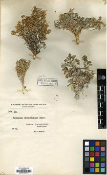 Type specimen at Edinburgh (E). Callier, Alfons: 535. Barcode: E00016544.