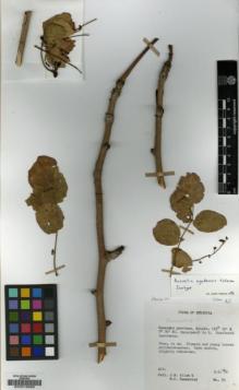 Type specimen at Edinburgh (E). Allen, J.; Hamersley, M: 89. Barcode: E00016666.