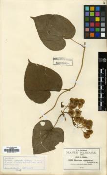 Type specimen at Edinburgh (E). Pringle, Cyrus: 10339. Barcode: E00016914.
